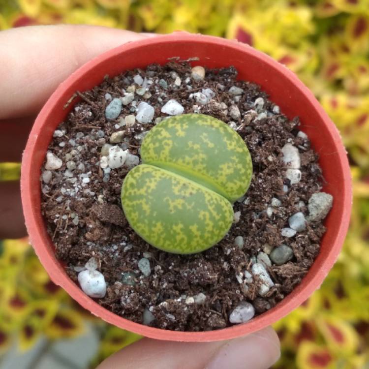 Plant image Lithops Lesliei Albinica C036A