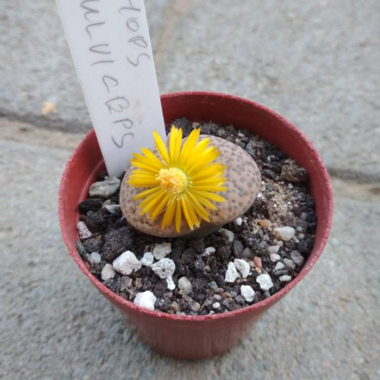 Plant image Lithops Fulviceps C266