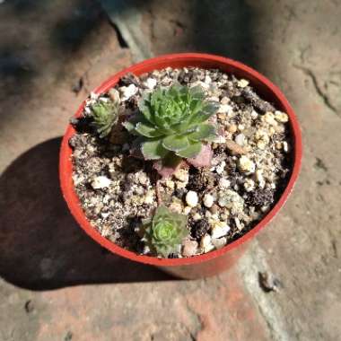 Panni's garden
