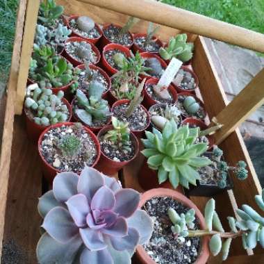 Panni's garden