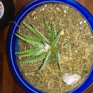 Zebra Cactus 'Big Band'