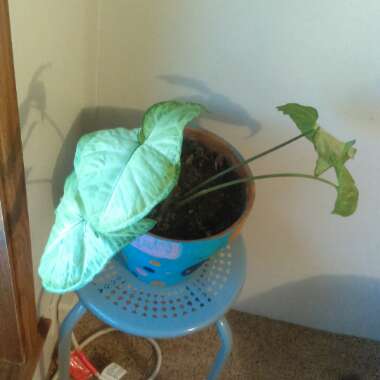 Elephant Ear (Alocasia)