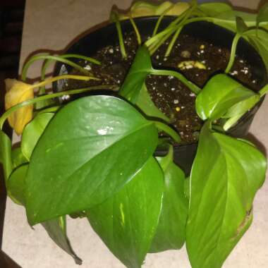 Heartleaf Philodendron