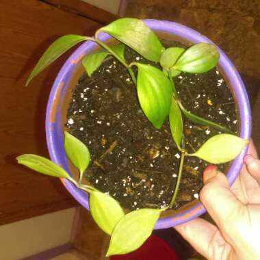 Epipremnum aureum (Devil's Ivy)