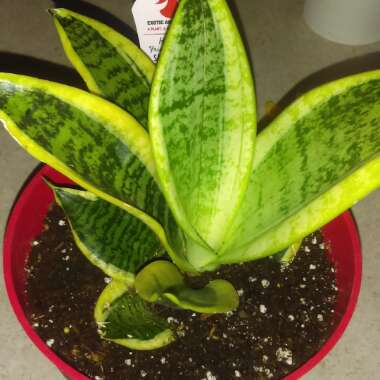Snake Plant