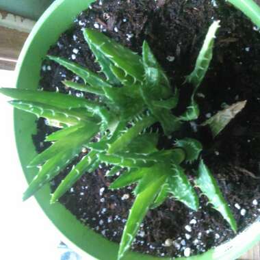 Aloe