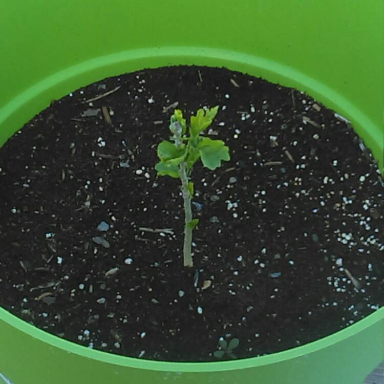 plant image 440274