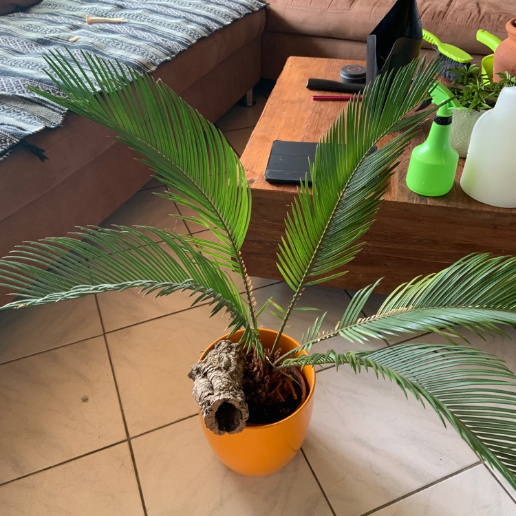 Plant image Cycas revoluta