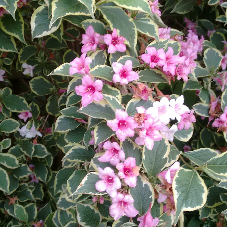 Weigela 'Nana Variegata'