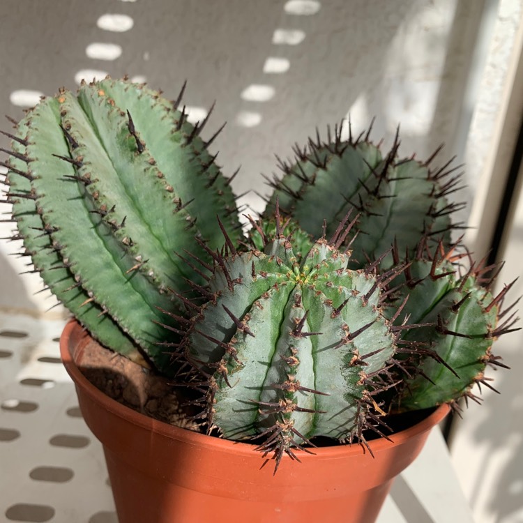 Plant image Euphorbia horrida