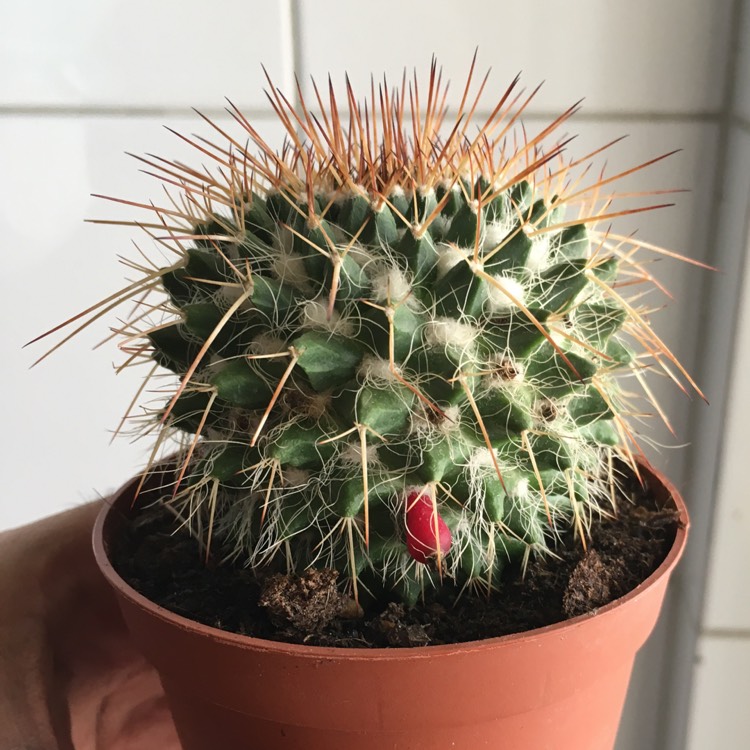 plant image 775373