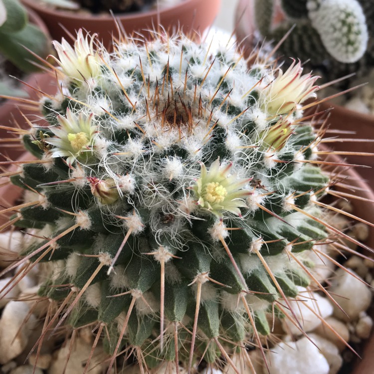 Plant image Mammillaria karwinskiana 'Nejapensis'