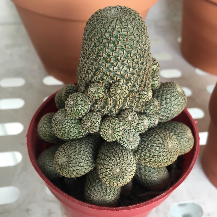 Plant image Rebutia heliosa syn. Aylostera heliosa