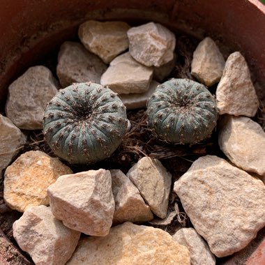 Frailea Castanea
