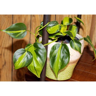 Philodendron hederaceum var. oxycardium 'Brasil' syn. Philodendron hederaceum 'Brasil', Philodendron 'Brasil', Philodendron scandens 'Brasil'