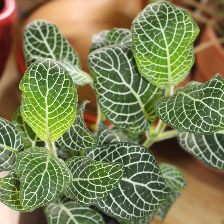 Plant image Fittonia argyroneura syn. Fittonia verschaffeltii