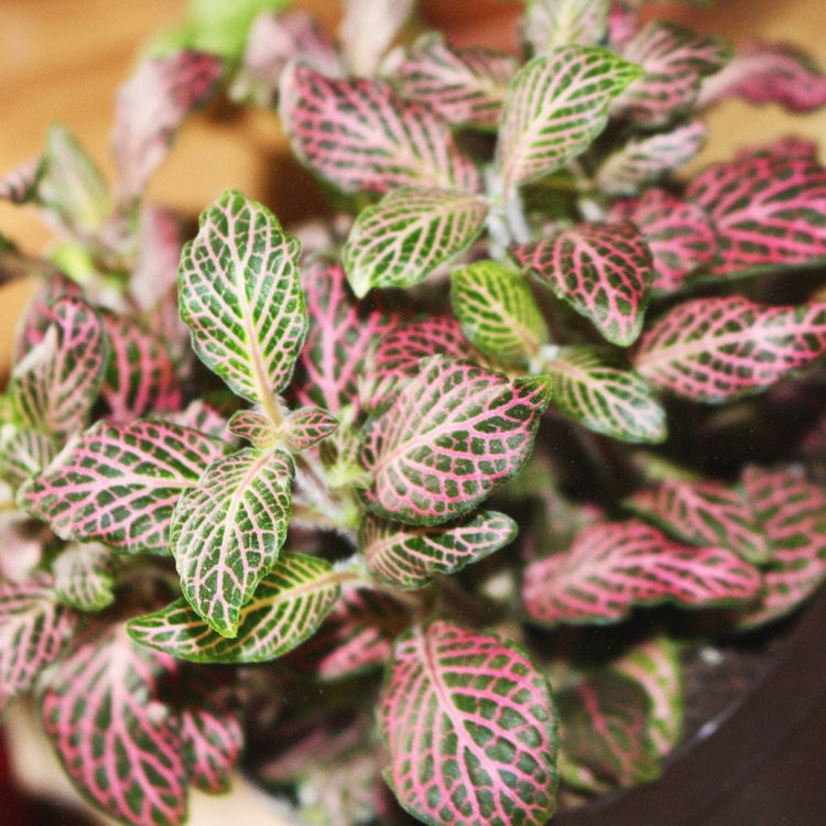 Plant image Fittonia Verschaffeltii 'Pink Angel'