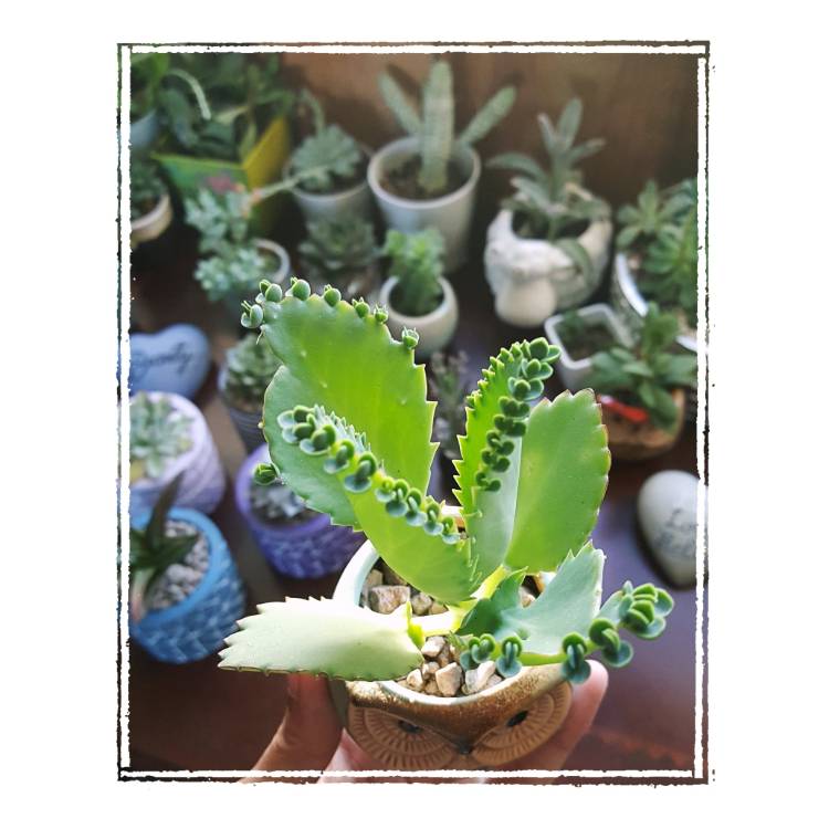 Plant image Kalanchoe daigremontiana syn. Bryophyllum daigremontianum
