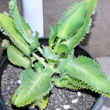 Kalanchoe laetivirens