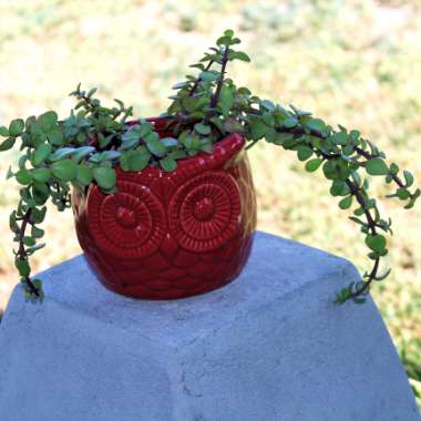 Portulacaria Afra