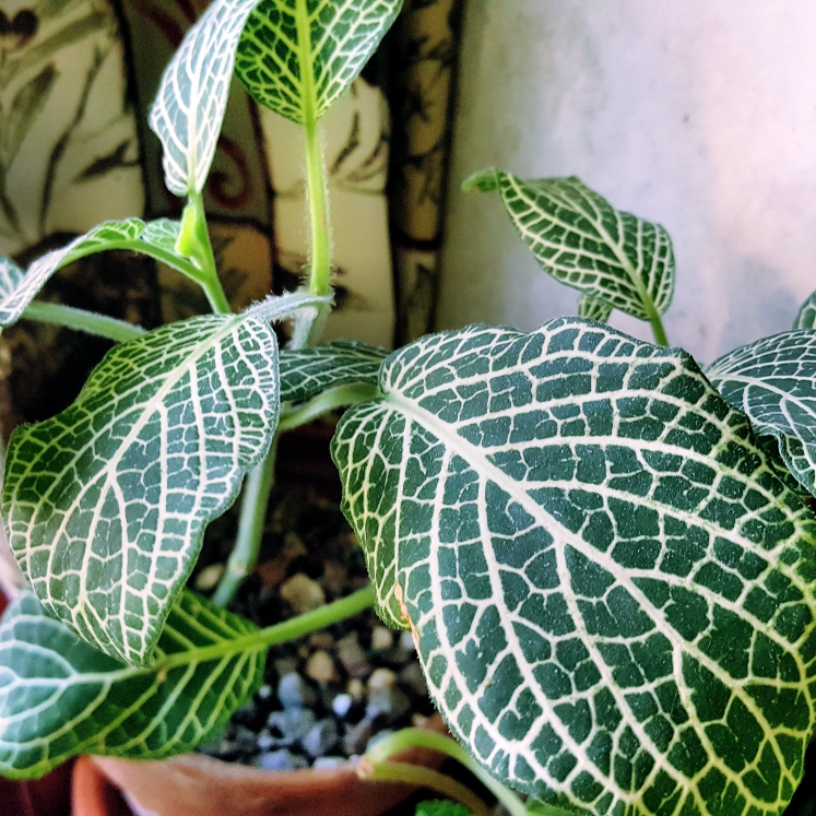 Plant image Fittonia argyroneura 'White Anne'