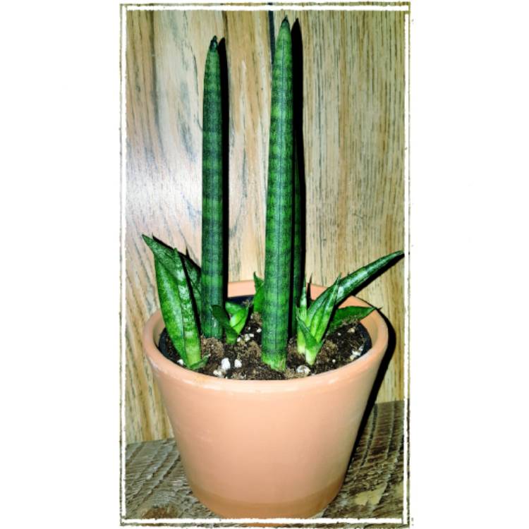 Plant image Sansevieria cylindrica