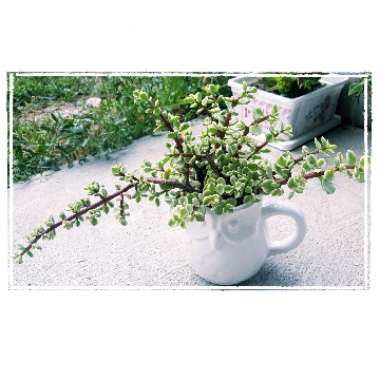Portulacaria Afra Variegata