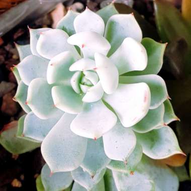 Echeveria cuspidata var. 'Zaragozae' White Form