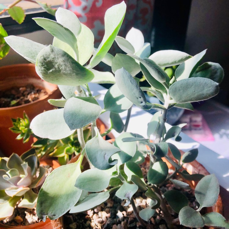 plant image 1163052
