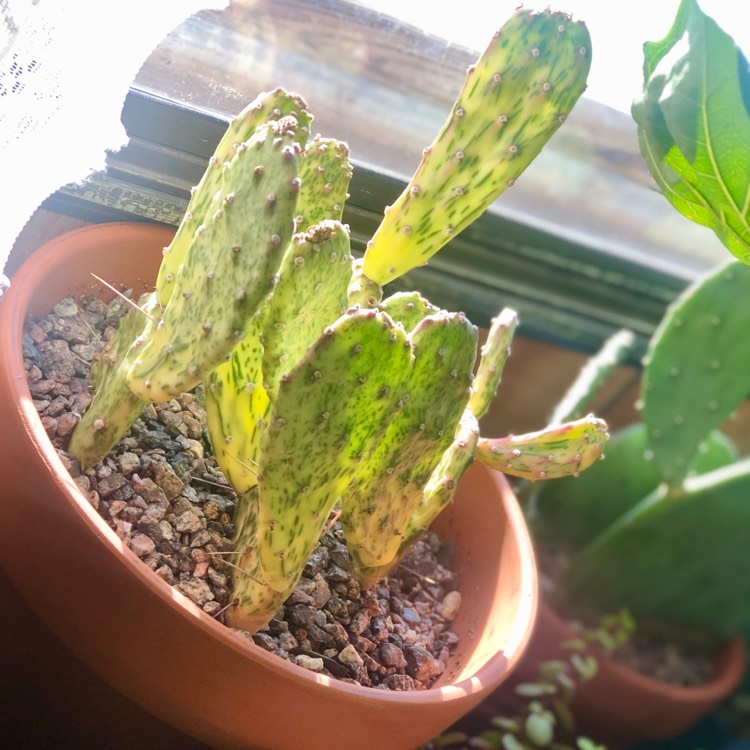 Plant image Opuntia ficus-indica 'Sunburst'