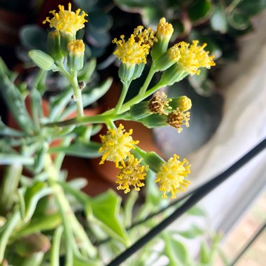 Senecio kleiniiformis