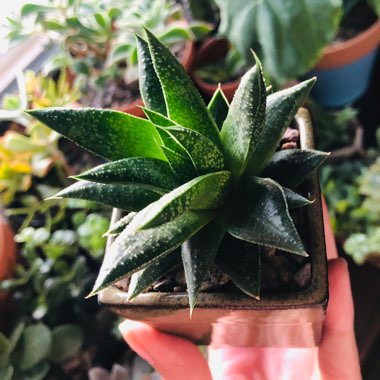 x Gasteraloe 'Flow'
