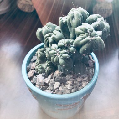 Cereus forbesii monstrose 'Ming Thing'