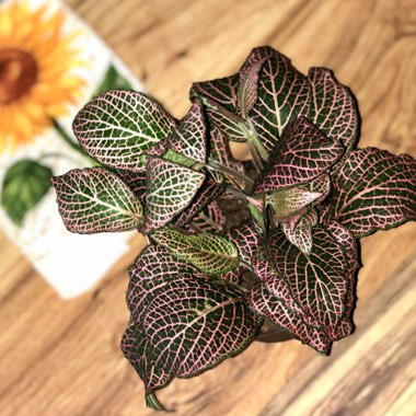 Fittonia argyroneura syn. Fittonia verschaffeltii