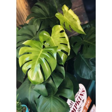 Monstera deliciosa