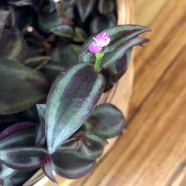 Tradescantia zebrina  syn. Tradescantia tricolor, Tradescantia zebrina pendula, Tradescantia pendula