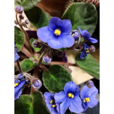 Streptocarpus sect. Saintpaulia  syn. Saintpaulia