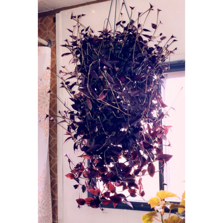 plant image 1202699