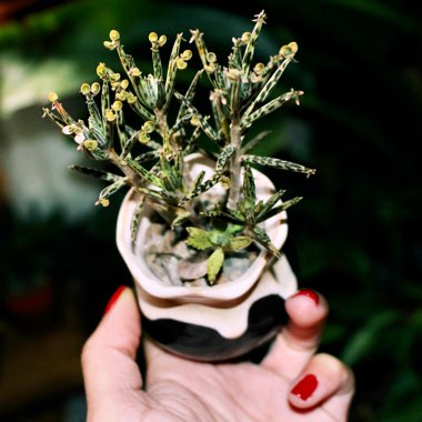 Kalanchoe Houghtonii