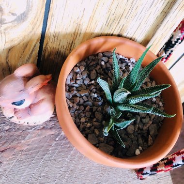 Haworthiopsis attenuata var. radula syn. Haworthia attenuata var. radula, Haworthia radula