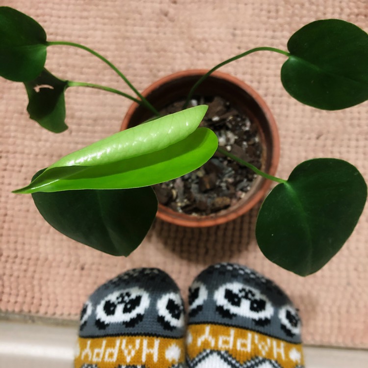 plant image 1208904