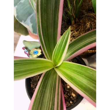 Tradescantia spathacea 'Versicolor' syn. Tradescantia spathacea 'Tricolor', Rhoeo spathacea 'Tricolor'