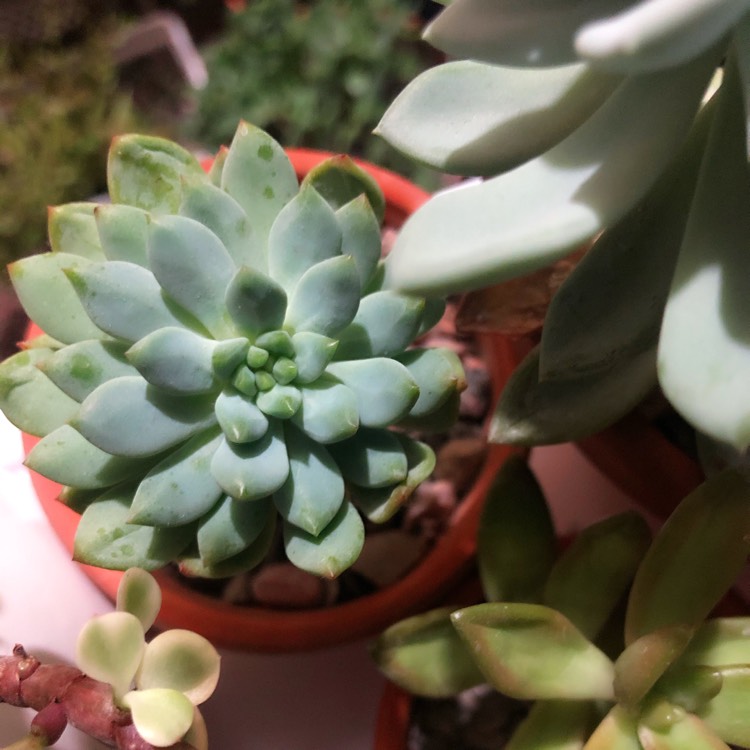 Plant image xSedeveria Blue Elf