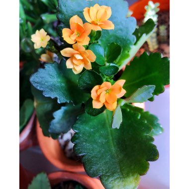 Kalanchoe blossfeldiana 'orange'