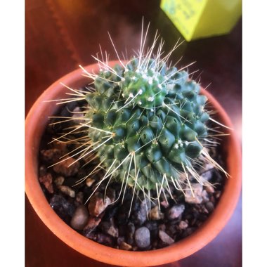 Mammillaria spinosissima 'Un Pico'