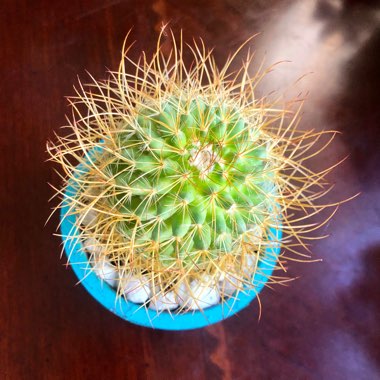 Mammillaria pringlei