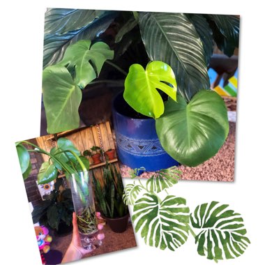 Monstera deliciosa