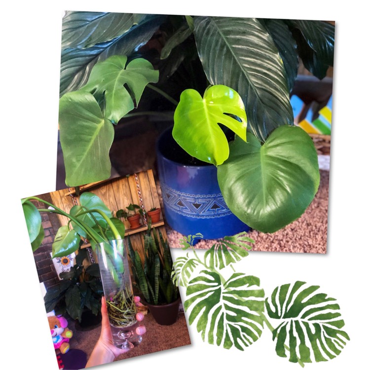 Plant image Monstera deliciosa