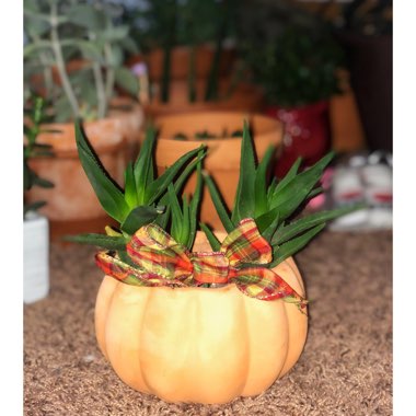 Aloe Ciliaris