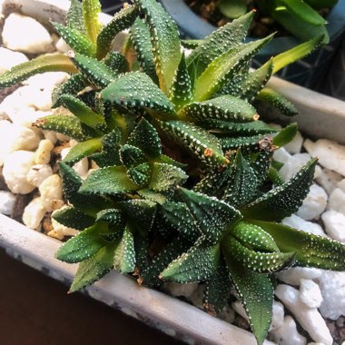 Haworthiopsis attenuata var. attenuata 'Enon' syn. Haworthia attenuata 'Enon'